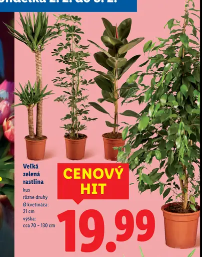 Zelená rastlina v prírodnom kvetináči