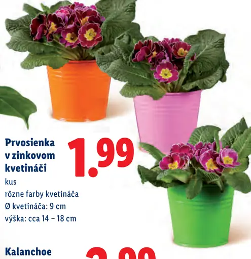 Prvosienka v zinkovom kvetináči