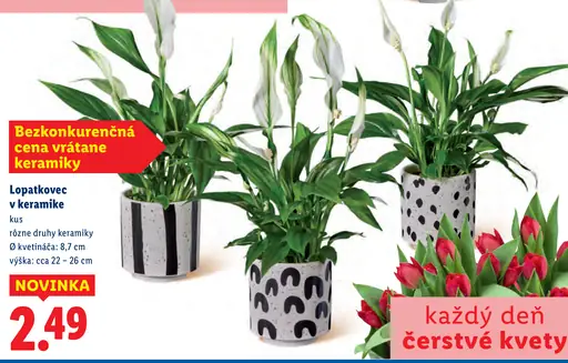 Lopatkovec v keramike