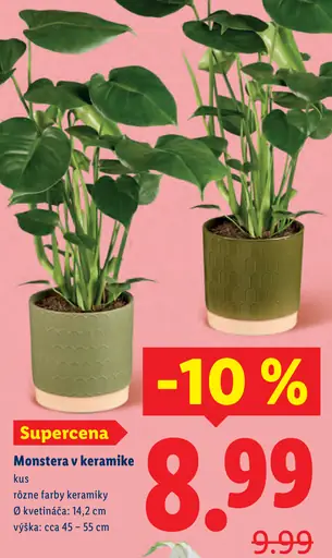 Monstera v keramike