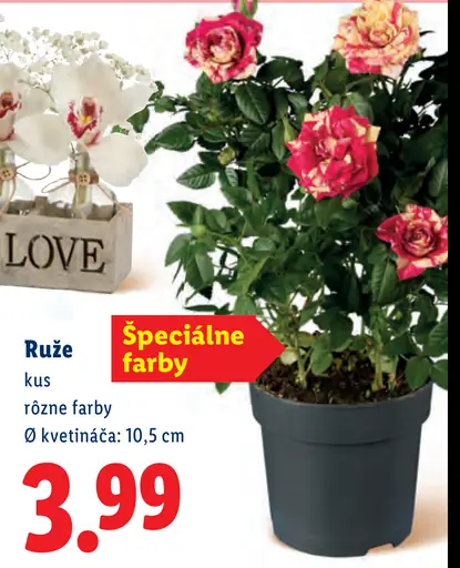 Ruže v kvetináči - špeciálne farby