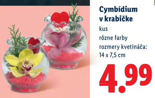 Cymbídium v krabičke