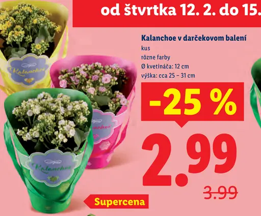 Kalanchoe v darčekovom balení