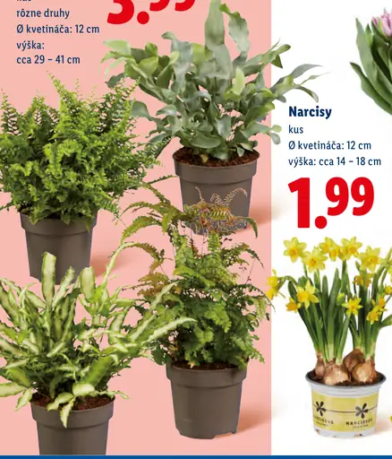 Narcisy v kvetináči