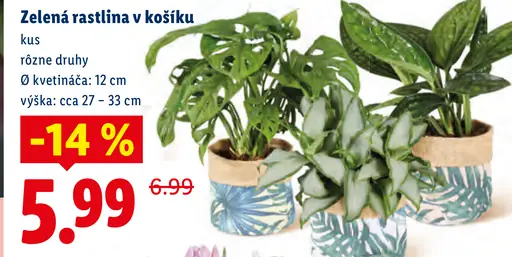 Zelené rastliny v košíku