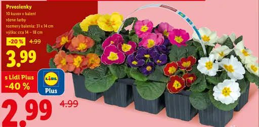 Prvosienky kvitnúca rastlina v balení s Lidl Plus zľavou