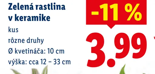 Zelená rastlina v keramike