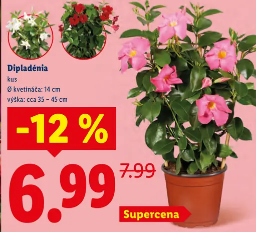 Dipladénia v závesnom kvetináči