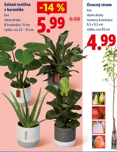 Zelená rastlina v keramike