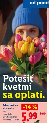 Hyacint v kvetináči