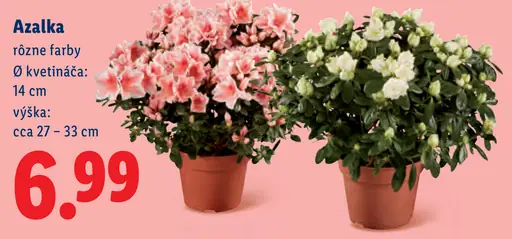 Azalka rôzne farby