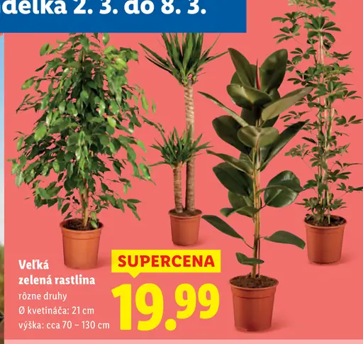 Veľká zelená rastlina rôzne druhy