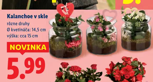 Kalanchoe v skle