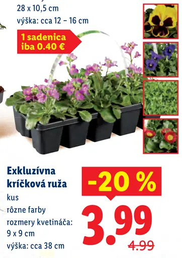 Exkluzívna kríčková ruža