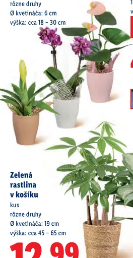 Zelené rastliny v košíku