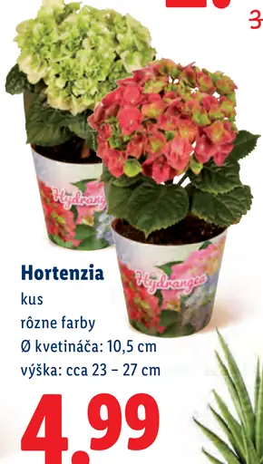 Hortenzia v kvetináči