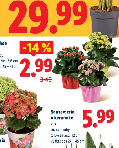 Kalanchoe v kvetináči