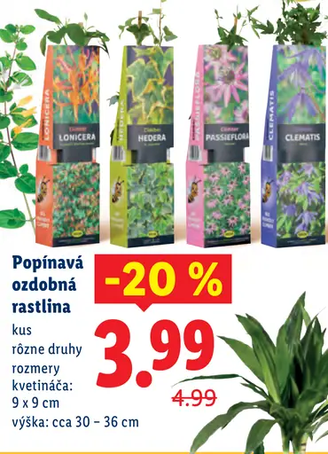 Rastlina v závesnom kvetináči