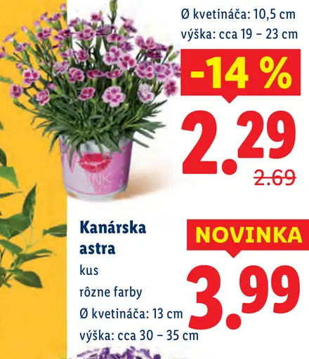 Kanárska astra kvitnúca rastlina v kvetináči