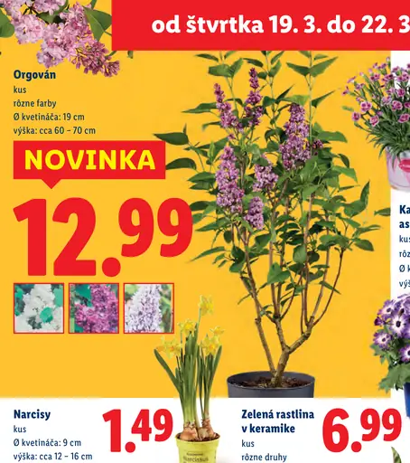 Orgován okrasný ker v kvetináči