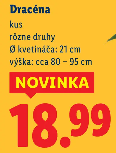 Dracéna izbová dekoratívna rastlina v kvetináči