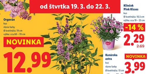 Klinček Pink Kisses kvitnúca rastlina v kvetináči