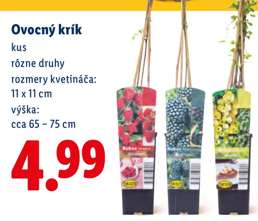 Ovocný krík ovocná rastlina v kvetináči