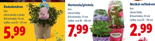 Hortenzia alebo pivónia okrasná rastlina v kvetináči