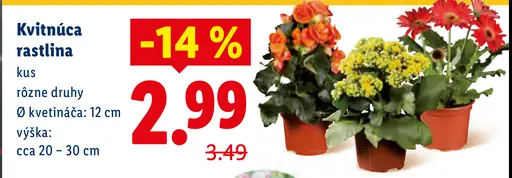 Kvitnúca rastlina v kvetináči