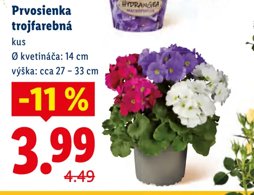 Prvosienka trojfarebná kvitnúca rastlina v kvetináči