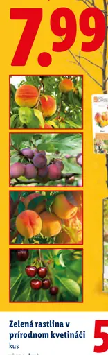 Zelená rastlina v prírodnom kvetináči