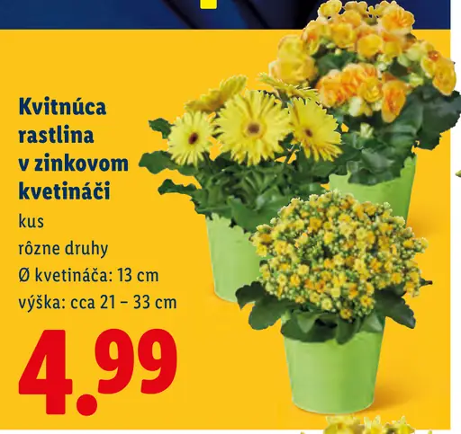 Kvitnúca rastlina v kvetináči