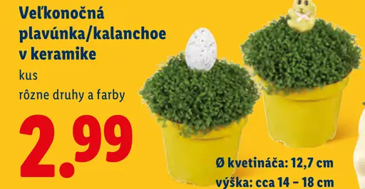 Veľkonočná plavúňka alebo kalanchoe v keramike