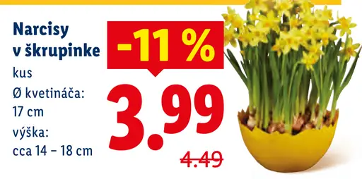 Narcisy v škrupinke