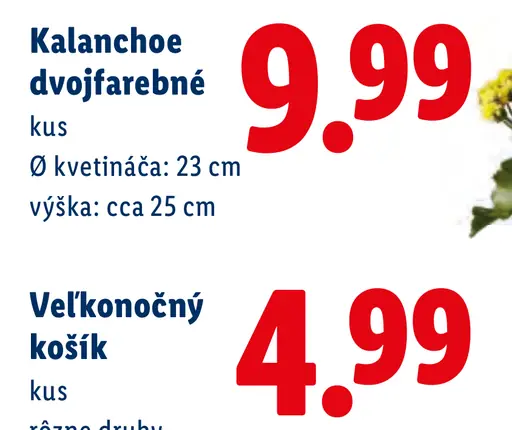 Kalanchoe dvojfarebné v kvetináči