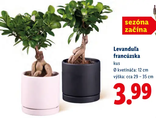 Lidl levanduľa francúzska
