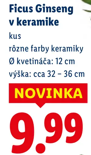 Lidl ficus ginseng v keramike