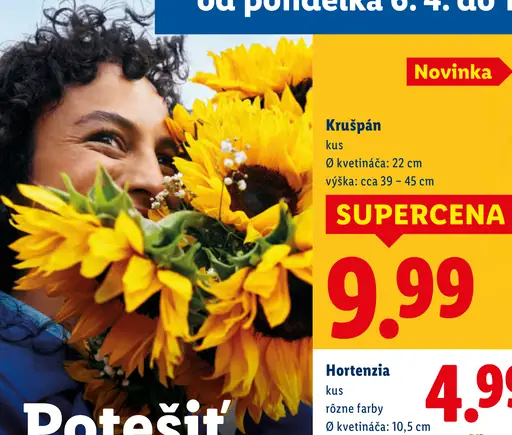 Hortenzia alebo pivónia okrasná rastlina v kvetináči