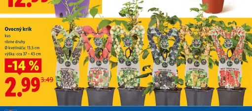 Ovocný krík rôzne druhy v kvetináči