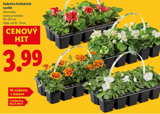 Sadenice kvitnúcich rastlín