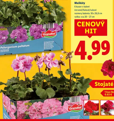 Grandiol stojaté muškáty