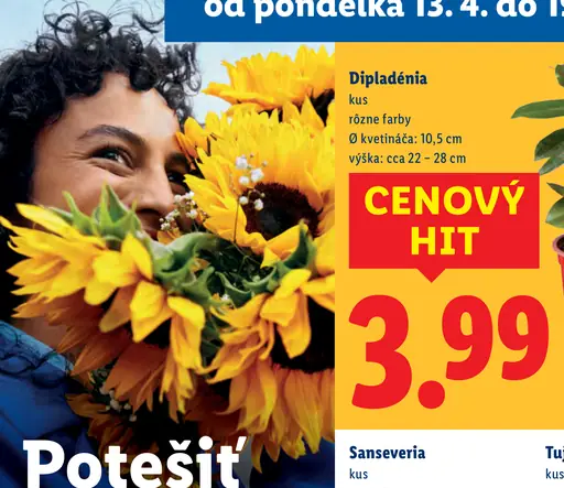 Dipladénia kvitnúca rastlina v kvetináči