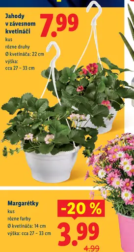 Jahody v závesnom kvetináči