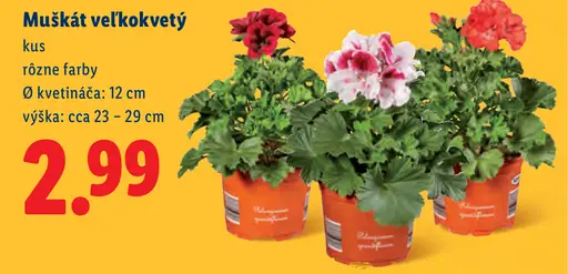 Muškát veľkokvetý v kvetináči