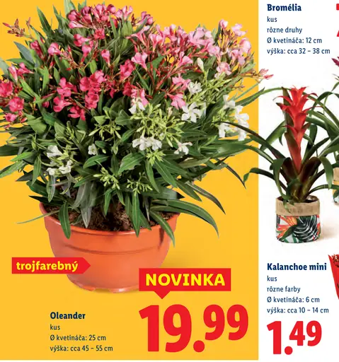 Bromélia v kvetináči