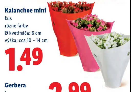 Kalanchoe v kvetináči