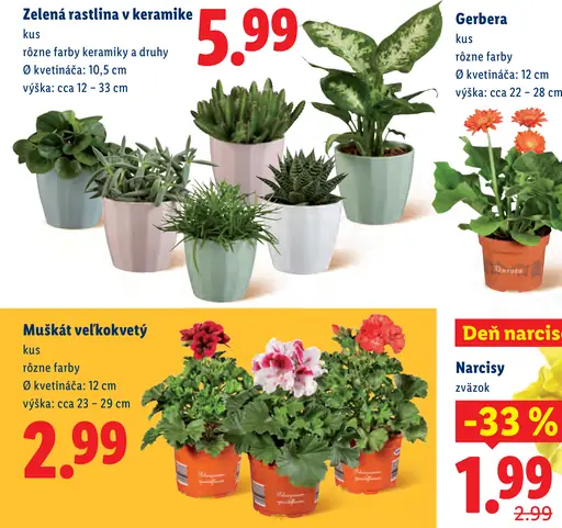 Narcisy rezané kvety