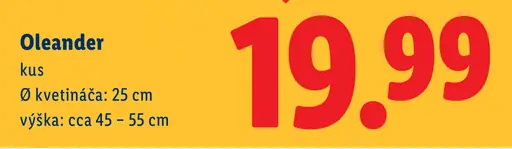 Oleander v kvetináči