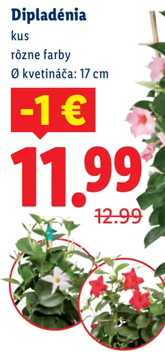 Dipladénia v závesnom kvetináči