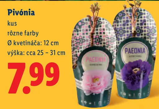 Pivónia v kvetináči